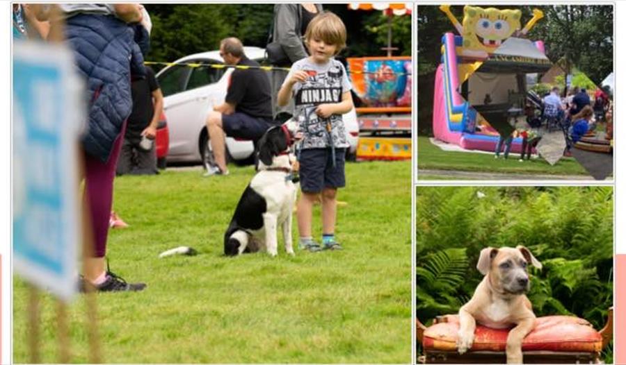 Fun dog show