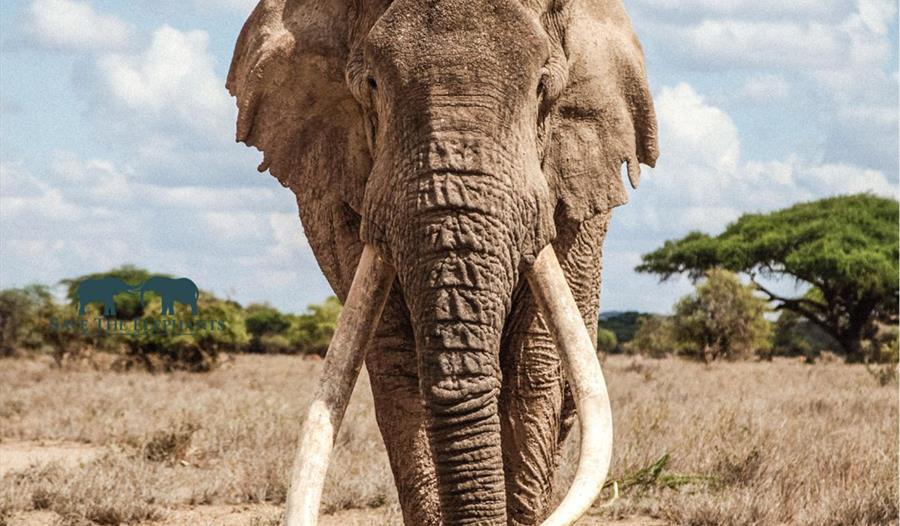 Saba Douglas-Hamilton - In the Footsteps of Elephants