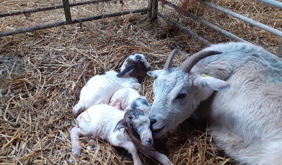 Meet the goat kids.