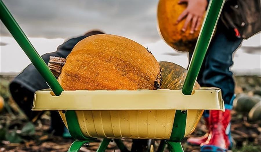 Pumpkin Picking Adventure