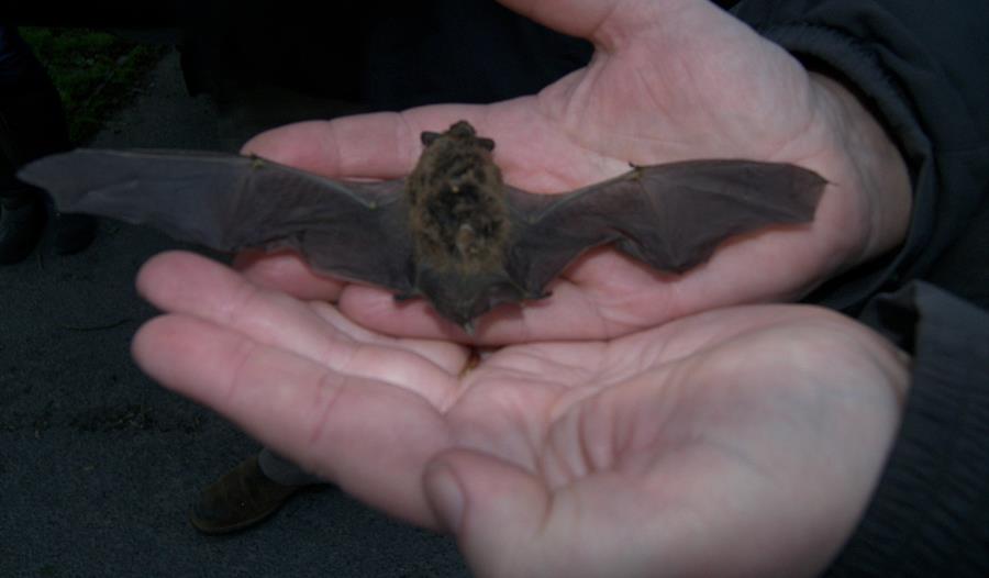 Bat_Forest of Bowland AONB