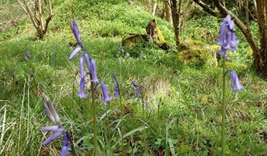 Bluebell woods, Forest of Bowland AONB