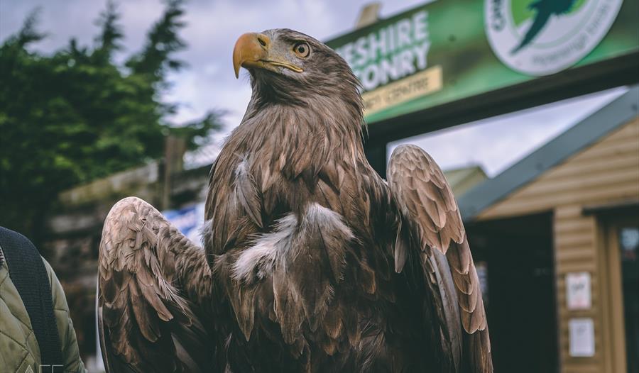 Cheshire Falconry