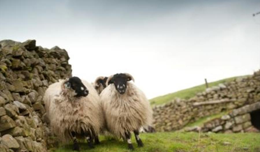 dalesbred sheep