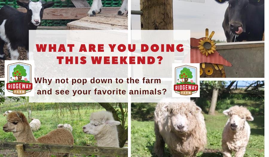 Summer Fun at Ridgeway Farm
