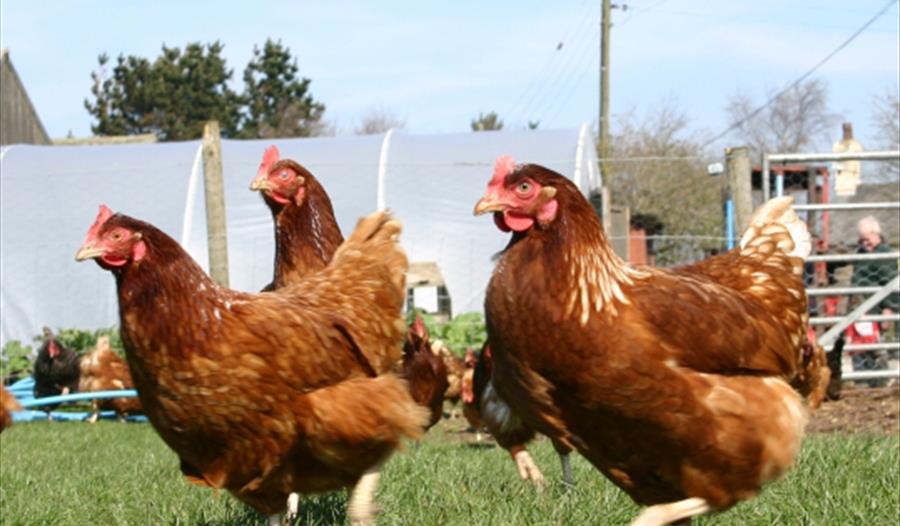 The Farm, Burscough - Farm Shop