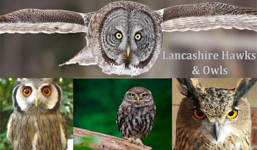 Father's Day Lancashire Hawks and Owls