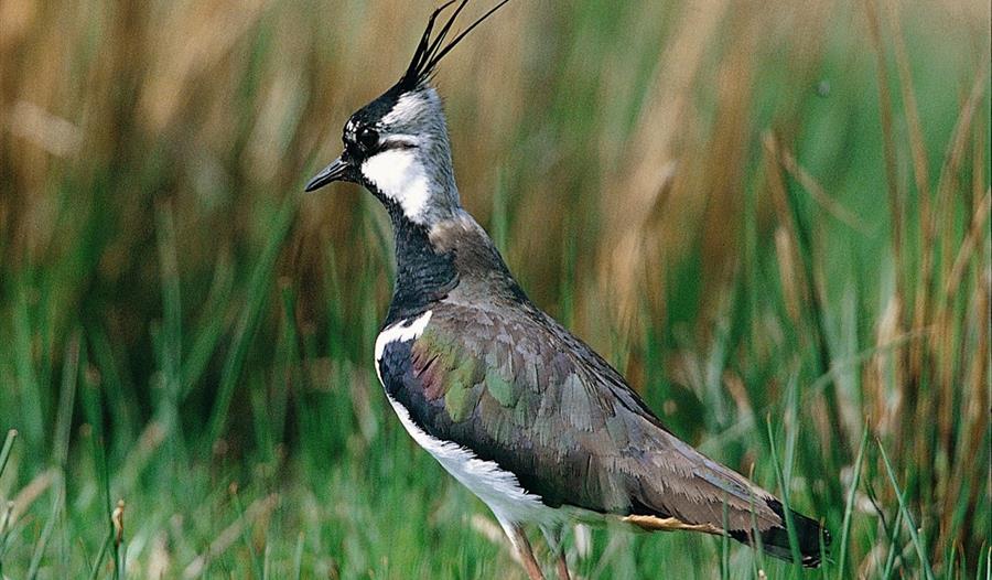 Lapwing_Gavin Thomas RSPB