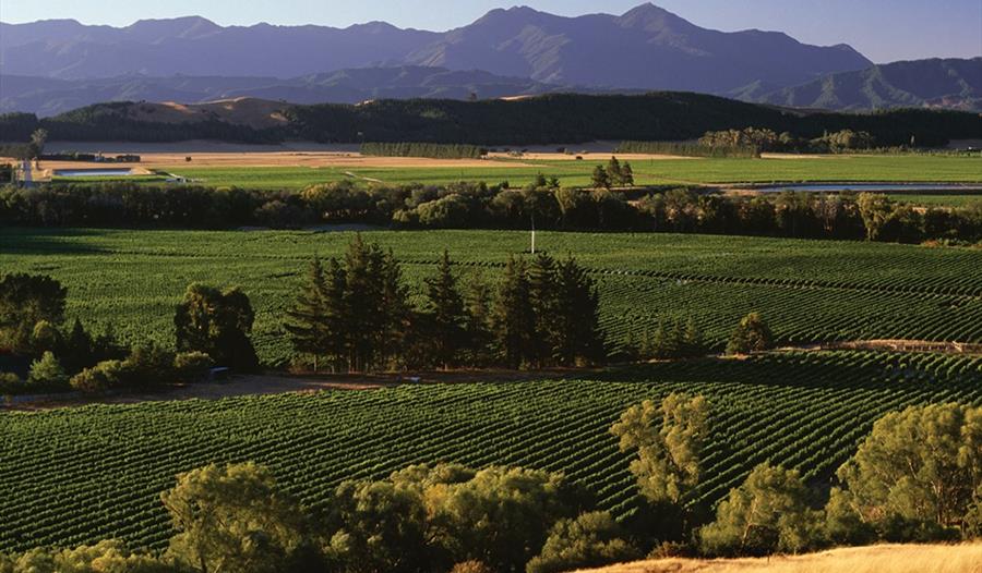 Vineyard images