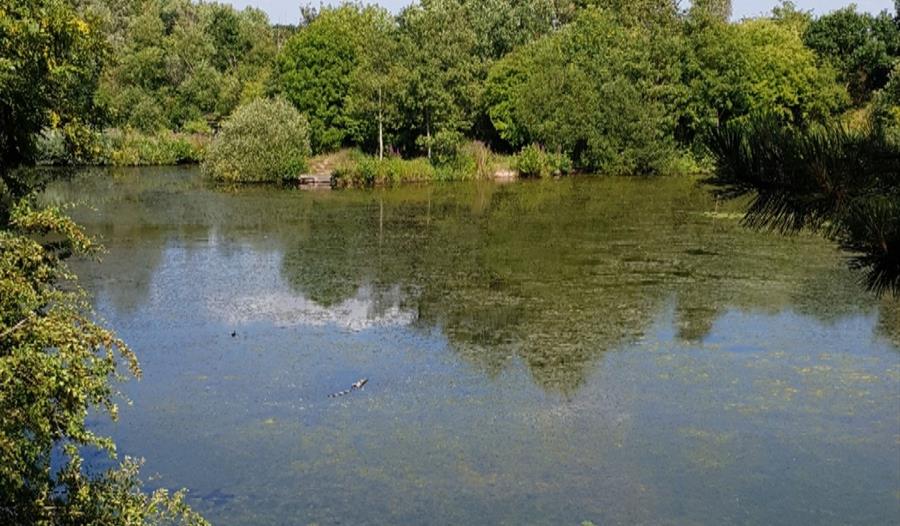 Longton Brickcroft Nature Ramble