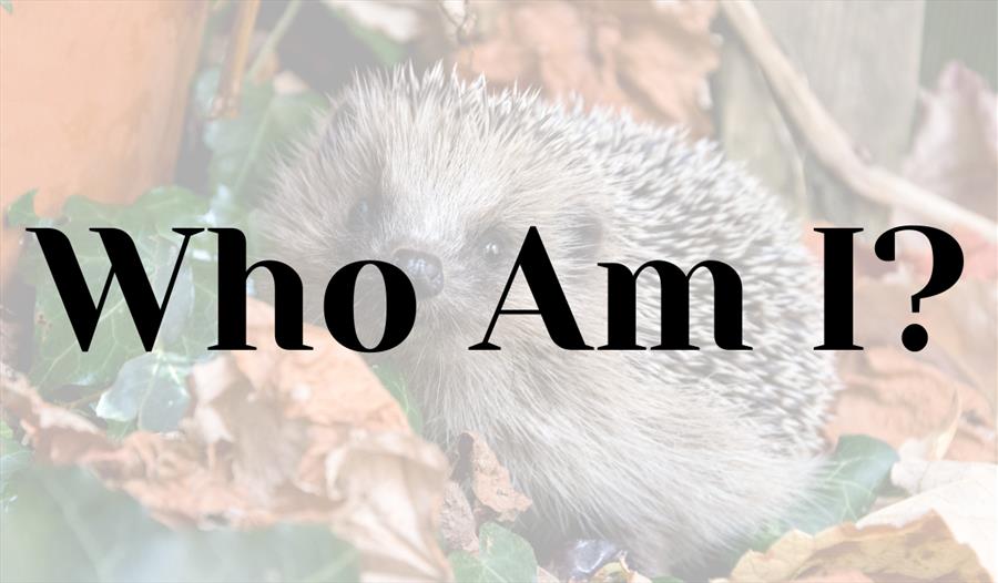 Who Am I?