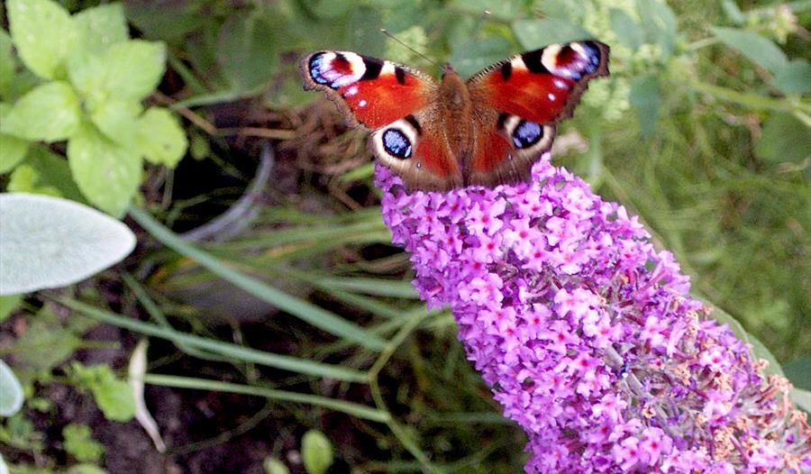 Meet Mere sand's Moths