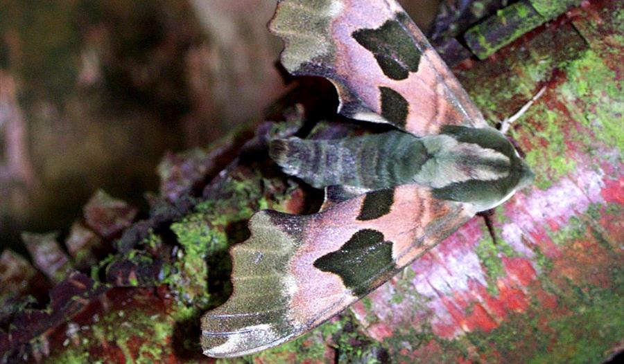 Dragonfly Walk at Mere Sand's Wood