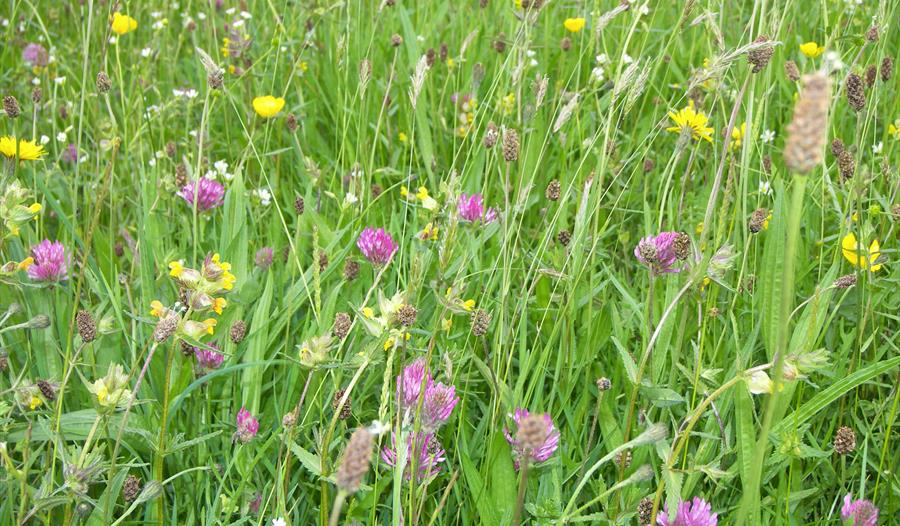Lancashire's Coronation Meadow close up_Forest of Bowland AONB