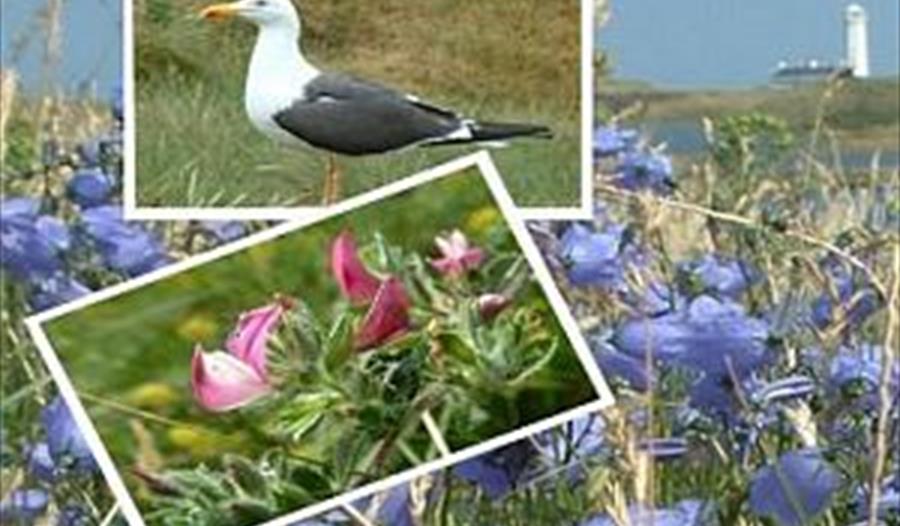 South Walney Nature Reserve