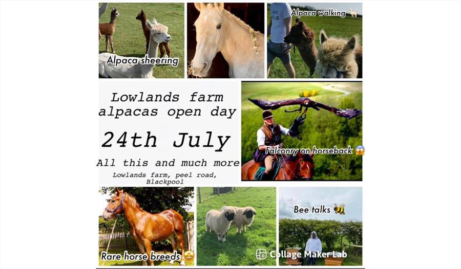 Lowlands farm alpacas open day