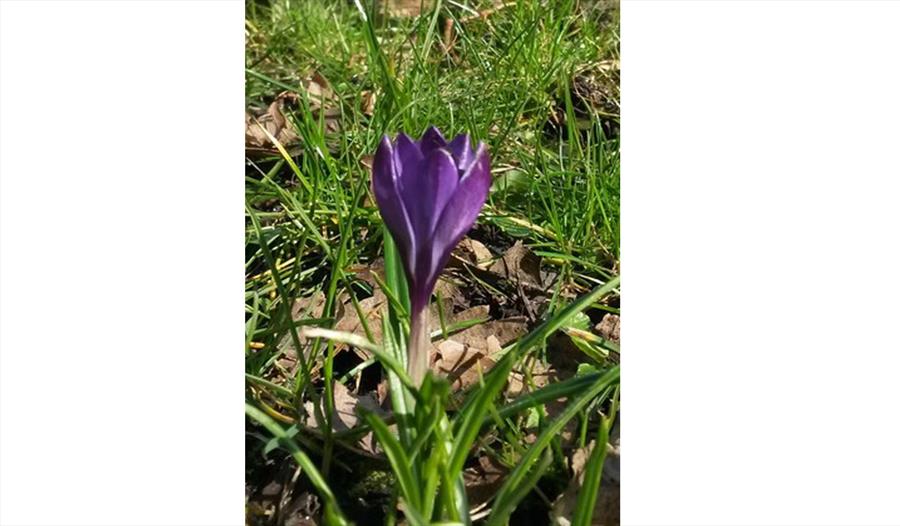 Purple4polio Winckley Square Planting Day
