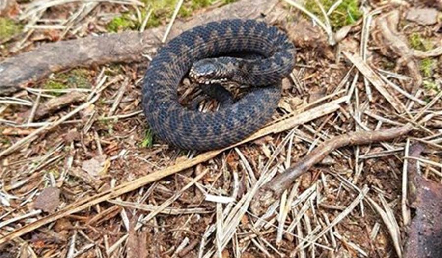 North West Reptile Club - Reptile Encounter
