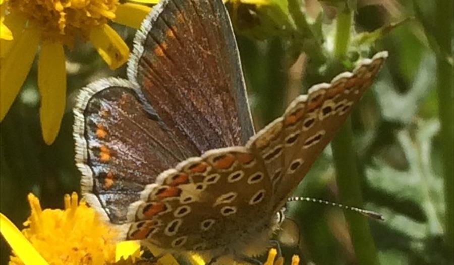 Butterfly Identification walk