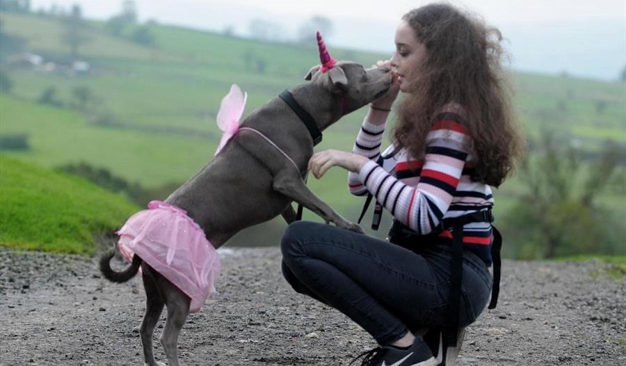 Novelty Dog Show