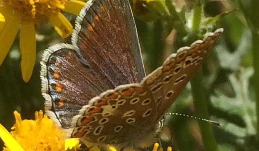 Introduction to Butterflies