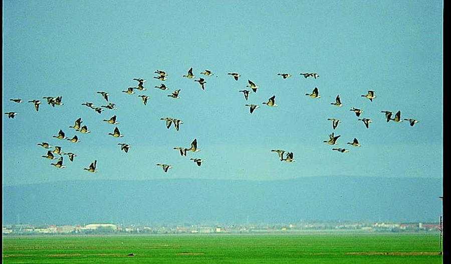 The Ribble Estuary Regional Park