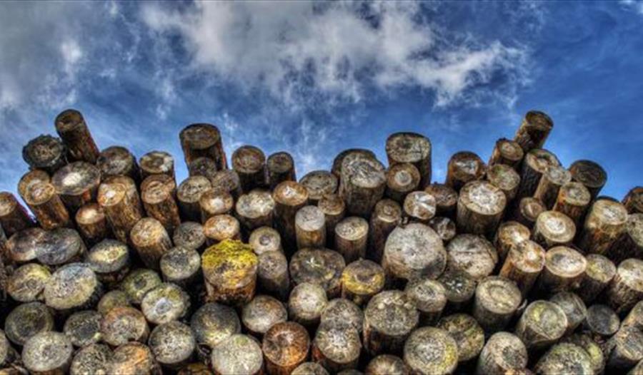 Logfest