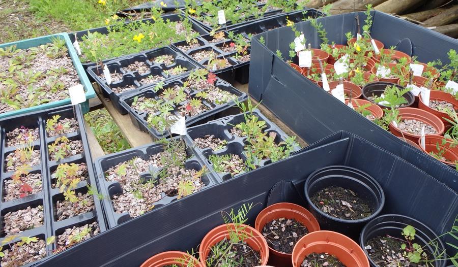 Plug plants grown at Beacon Fell Country Park