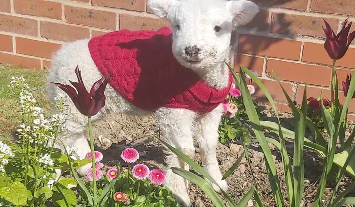 Lamb at Ridgeway Farm
