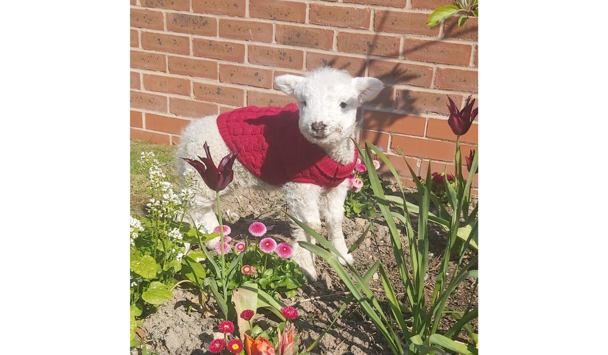 Spring Half Term Fun at Ridgeway Farm