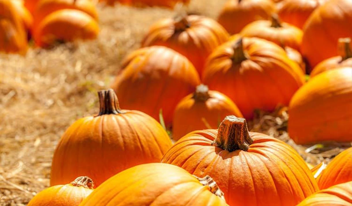 Pumpkin Picking at Greenlands Farm