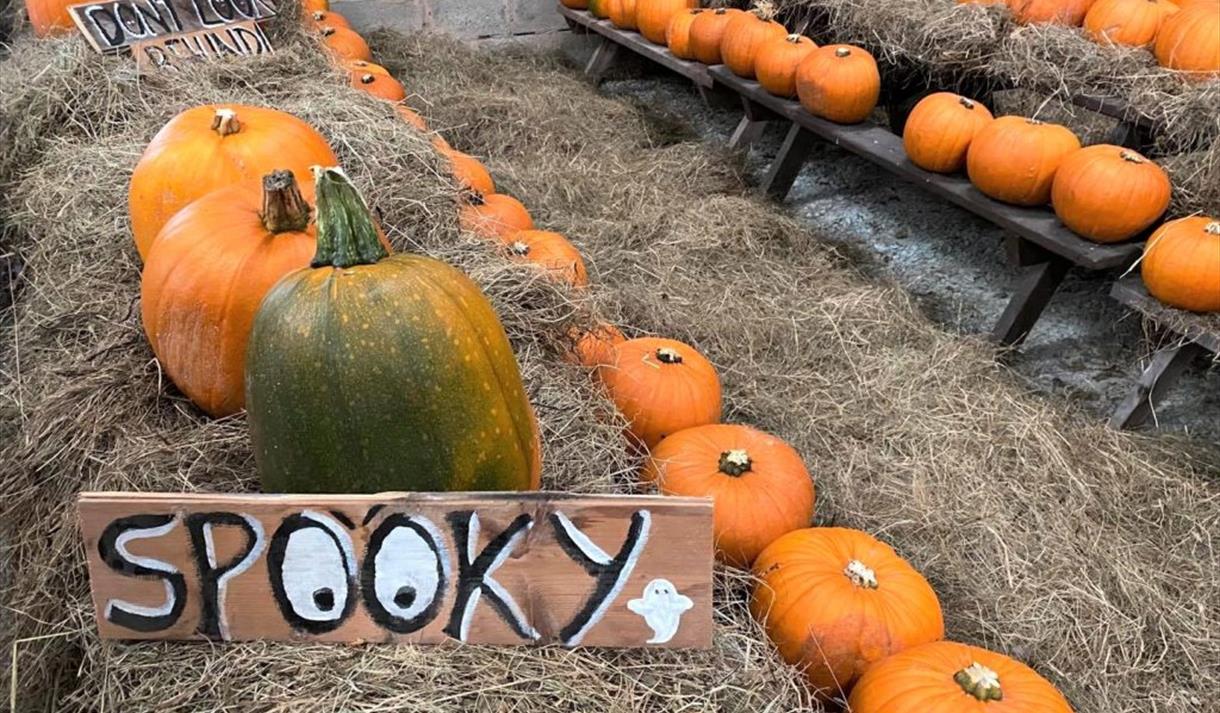 Bowland Wild Boar Park pumpkin picking