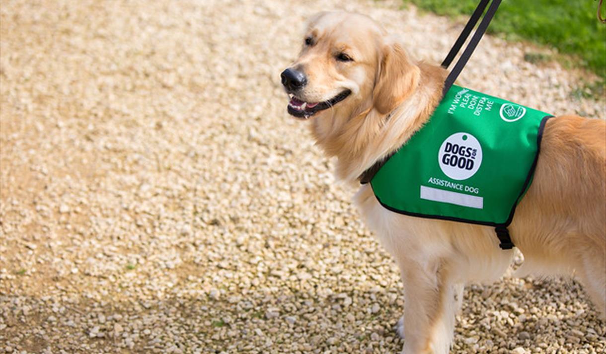 Meet Dogs for Good at Barton Grange