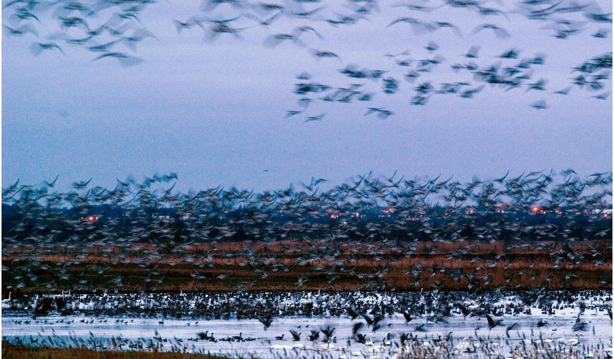 Dawn Flights at WWT Martin Mere