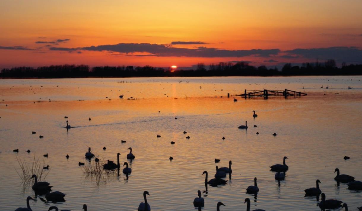 Floodlit Swans