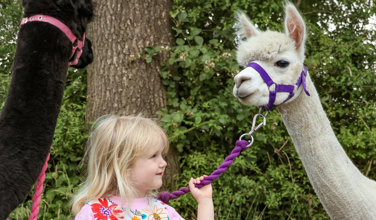 The Alpaca Walking Experience