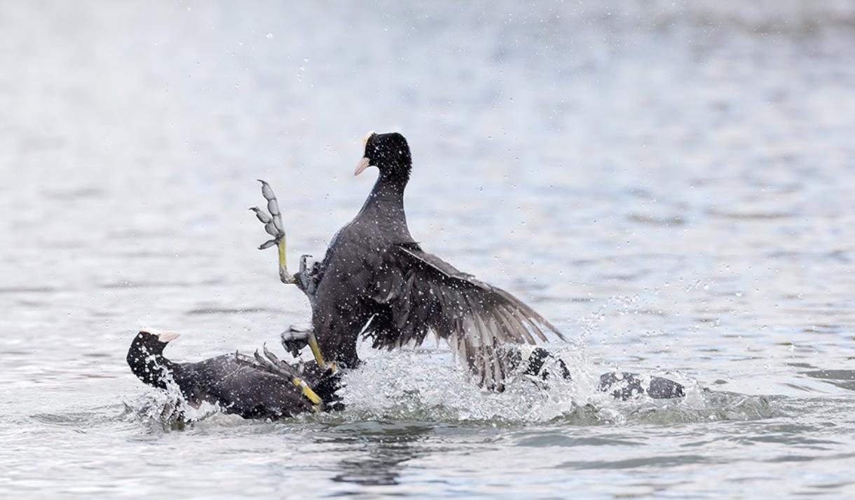 Wildlife Photography Workshop at WWT Martin Mere