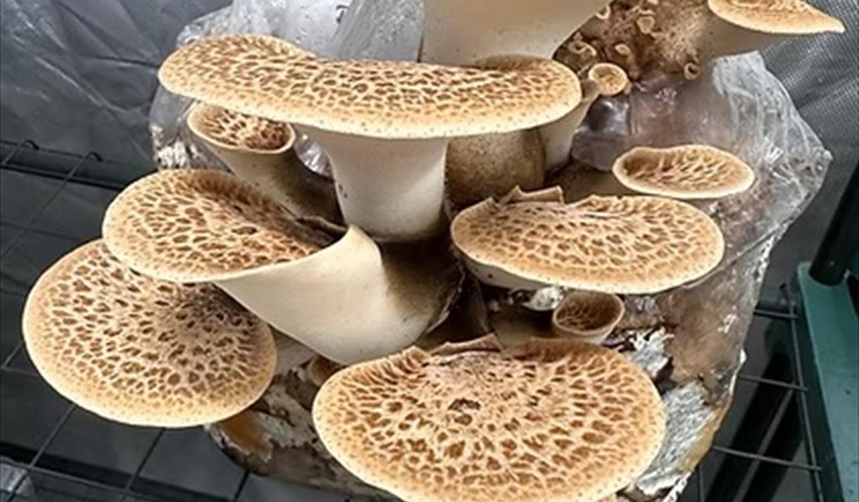Mushroom Talk, Tasting and Growing Workshop