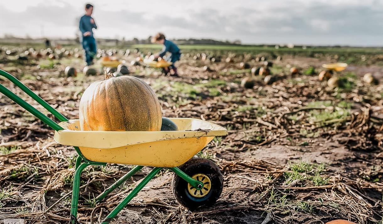 Pumpkin Picking Adventure at Windmill Animal Farm