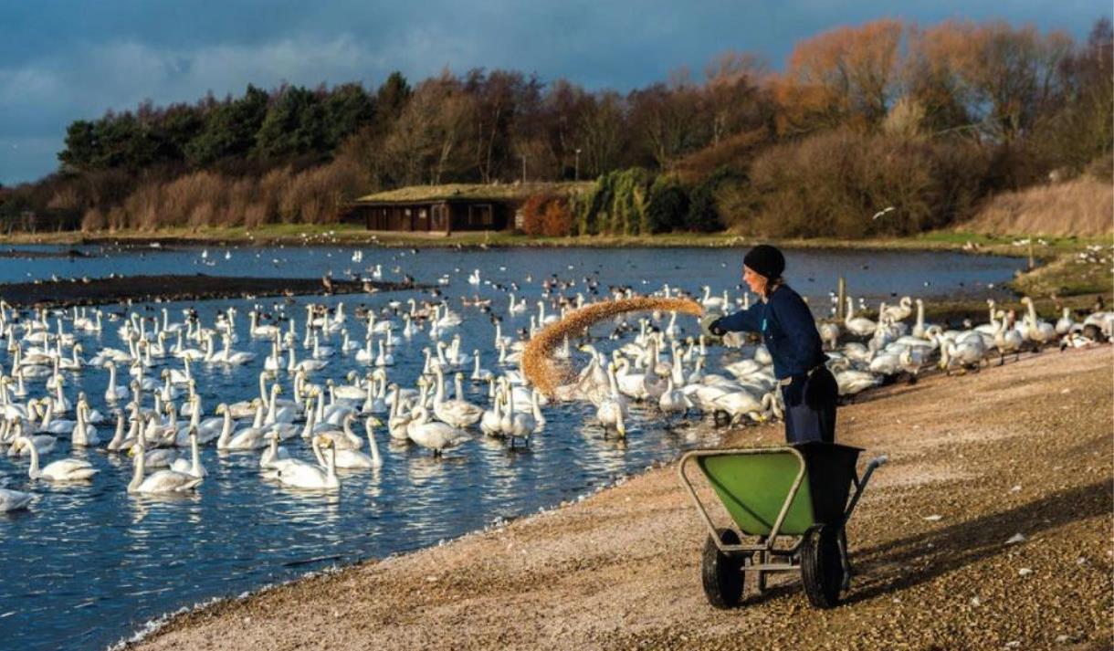 Whooper swan and wild bird feed