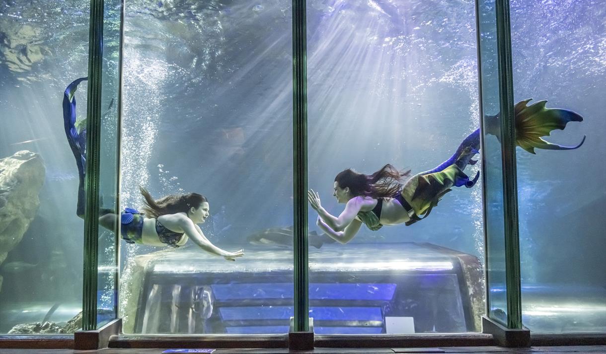 Meet the Mermaids