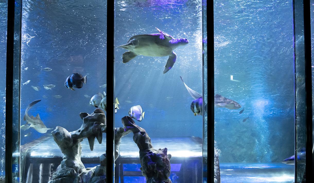 Turtle Rescue at Sea Life Blackpool