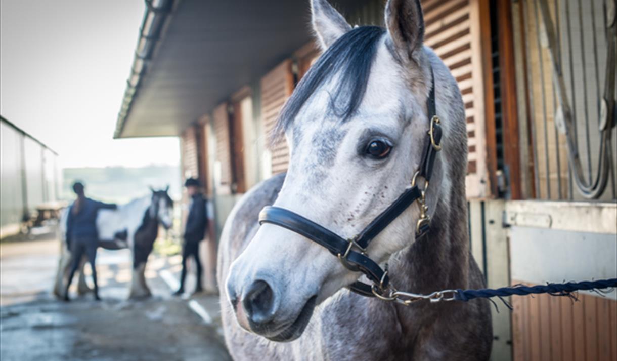 HAPPA Horse Experience Day