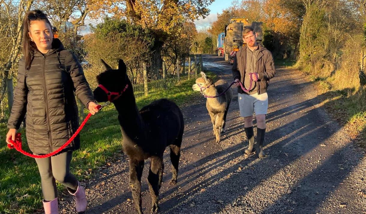 The Alpaca Walking Experience