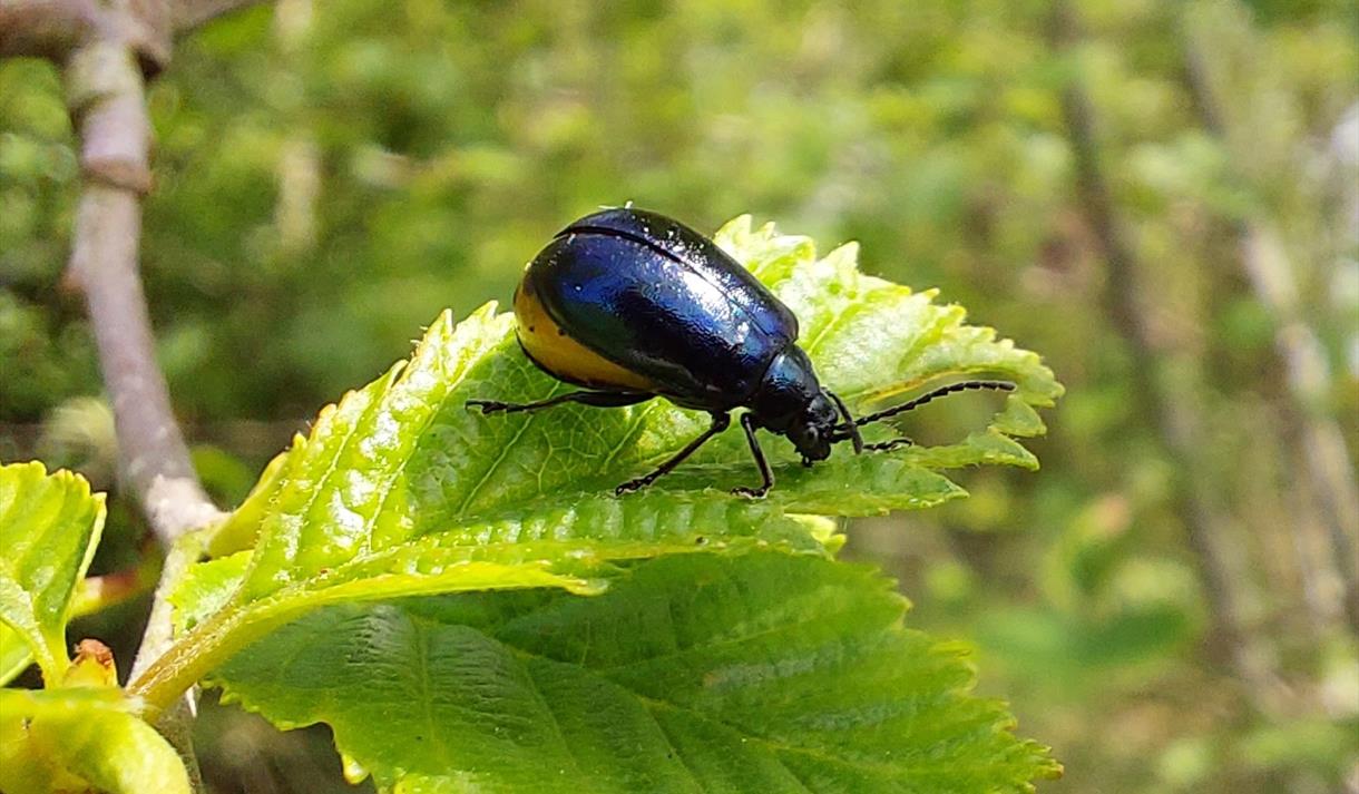 Family Insect Walk at Heysham Nature Reserve