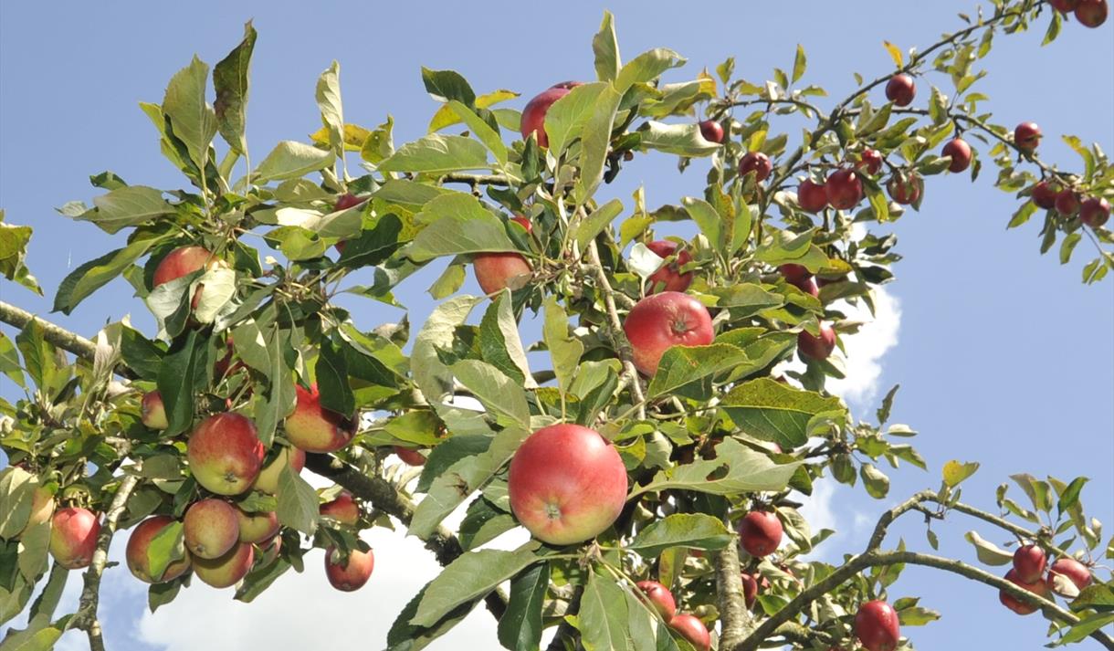 Red apples on a tree against a blue sky and white cloud background.