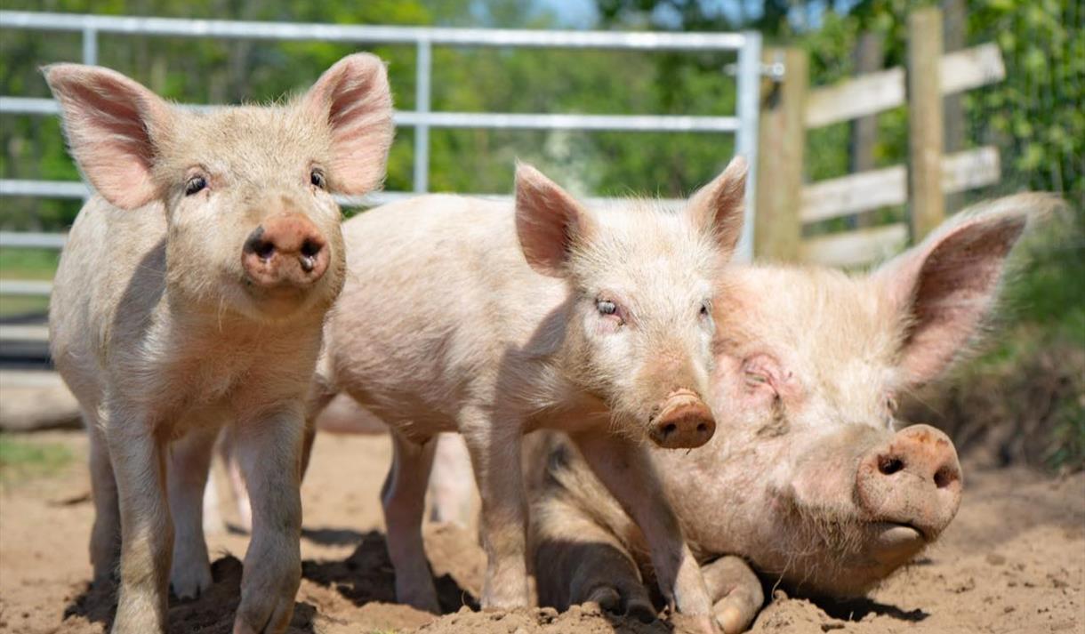 Bowland Wild Boar Park