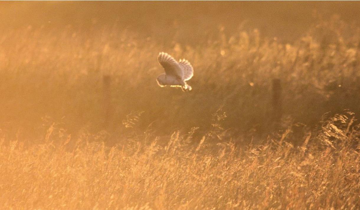 Bat and Barn Owl Nights *Sold out*
