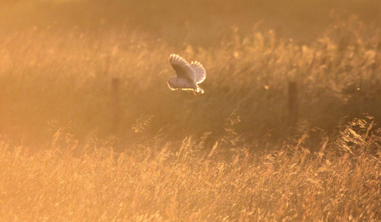 Bat and Barn Owl Nights (fully booked)