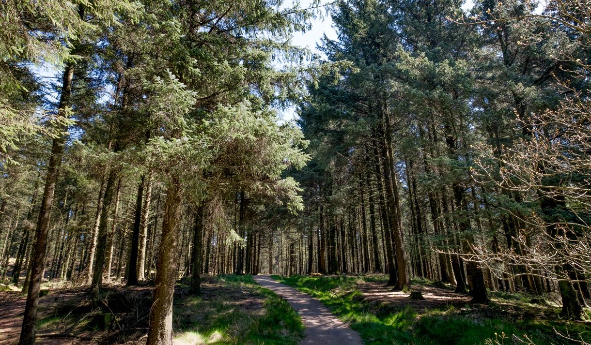 Beacon Fell Country Park